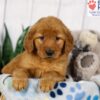 Image of Dexter, a Golden Retriever puppy