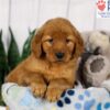 Image of Dexter, a Golden Retriever puppy