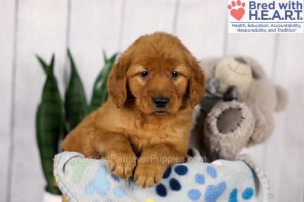 Image of Dexter, a Golden Retriever puppy