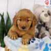 Image of Dora, a Golden Retriever puppy