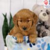 Image of Dora, a Golden Retriever puppy