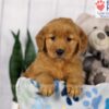 Image of Dora, a Golden Retriever puppy