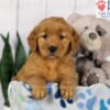 Image of Dora, a Golden Retriever puppy