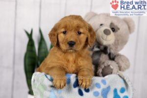 Image of Dora, a Golden Retriever puppy