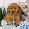 Image of Dora, a Golden Retriever puppy