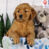 Image of Dora, a Golden Retriever puppy