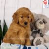 Image of Dora, a Golden Retriever puppy