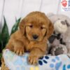 Image of Dora, a Golden Retriever puppy