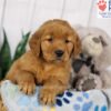 Image of Dora, a Golden Retriever puppy