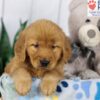 Image of Dover, a Golden Retriever puppy