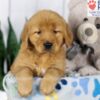 Image of Dover, a Golden Retriever puppy