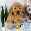 Image of Dover, a Golden Retriever puppy