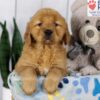 Image of Dover, a Golden Retriever puppy