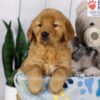 Image of Dover, a Golden Retriever puppy