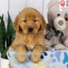 Image of Dover, a Golden Retriever puppy