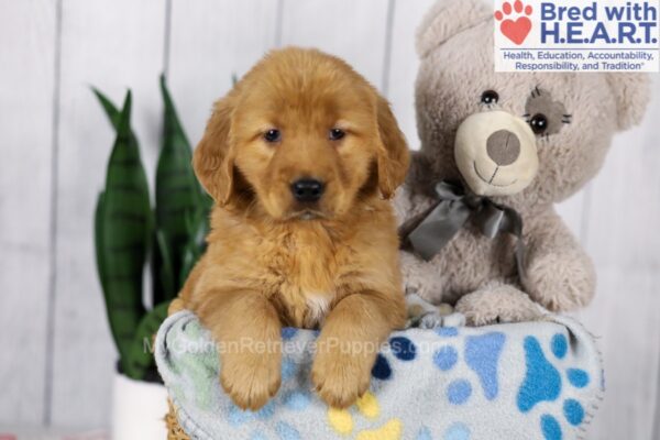 Image of Dover, a Golden Retriever puppy