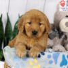 Image of Dover, a Golden Retriever puppy