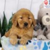 Image of Dover, a Golden Retriever puppy