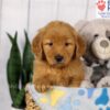 Image of Duke, a Golden Retriever puppy