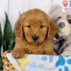 Image of Duke, a Golden Retriever puppy