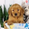 Image of Duke, a Golden Retriever puppy