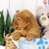 Image of Duke, a Golden Retriever puppy