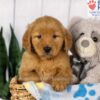 Image of Duke, a Golden Retriever puppy