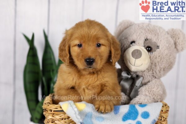 Image of Duke, a Golden Retriever puppy