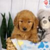 Image of Duke, a Golden Retriever puppy