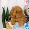 Image of Duke, a Golden Retriever puppy