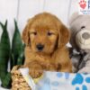 Image of Duke, a Golden Retriever puppy