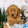 Image of Duke, a Golden Retriever puppy