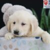 Image of Ellie, a Golden Retriever puppy