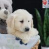 Image of Ellie, a Golden Retriever puppy