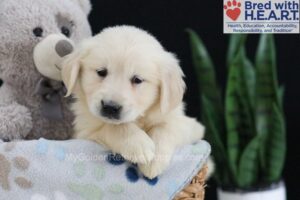 Image of Ellie, a Golden Retriever puppy