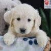 Image of Elyse, a Golden Retriever puppy