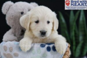 Image of Elyse, a Golden Retriever puppy