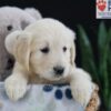 Image of Elyse, a Golden Retriever puppy