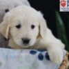 Image of Elyse, a Golden Retriever puppy