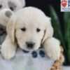 Image of Elyse, a Golden Retriever puppy