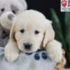 Image of Elyse, a Golden Retriever puppy