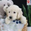 Image of Elyse, a Golden Retriever puppy