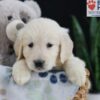 Image of Elyse, a Golden Retriever puppy