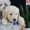 Image of Elyse, a Golden Retriever puppy