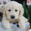 Image of Ember, a Golden Retriever puppy