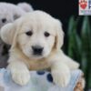 Image of Ember, a Golden Retriever puppy