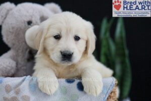 Image of Ember, a Golden Retriever puppy