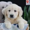 Image of Ember, a Golden Retriever puppy