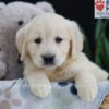 Image of Ember, a Golden Retriever puppy