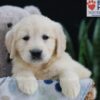 Image of Ember, a Golden Retriever puppy